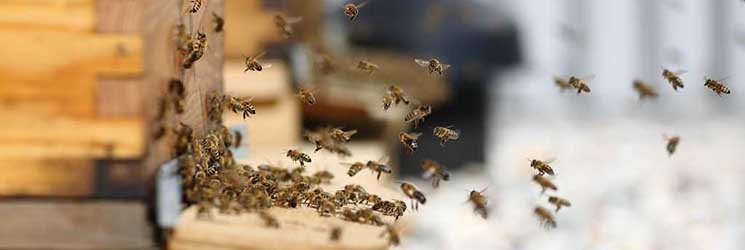 Biodiversité